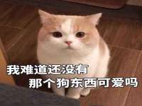义乌市悻羡贸易商行