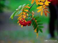 义乌市悻羡贸易商行