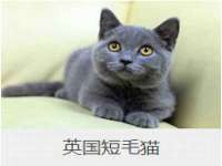 义乌市悻羡贸易商行