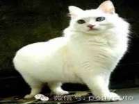义乌市悻羡贸易商行