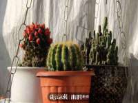 义乌市悻羡贸易商行