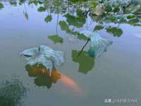义乌市悻羡贸易商行