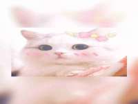 义乌市悻羡贸易商行
