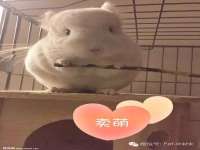 义乌市悻羡贸易商行