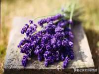 义乌市悻羡贸易商行